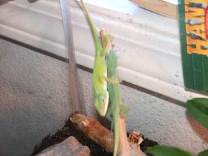 anoles2.jpg